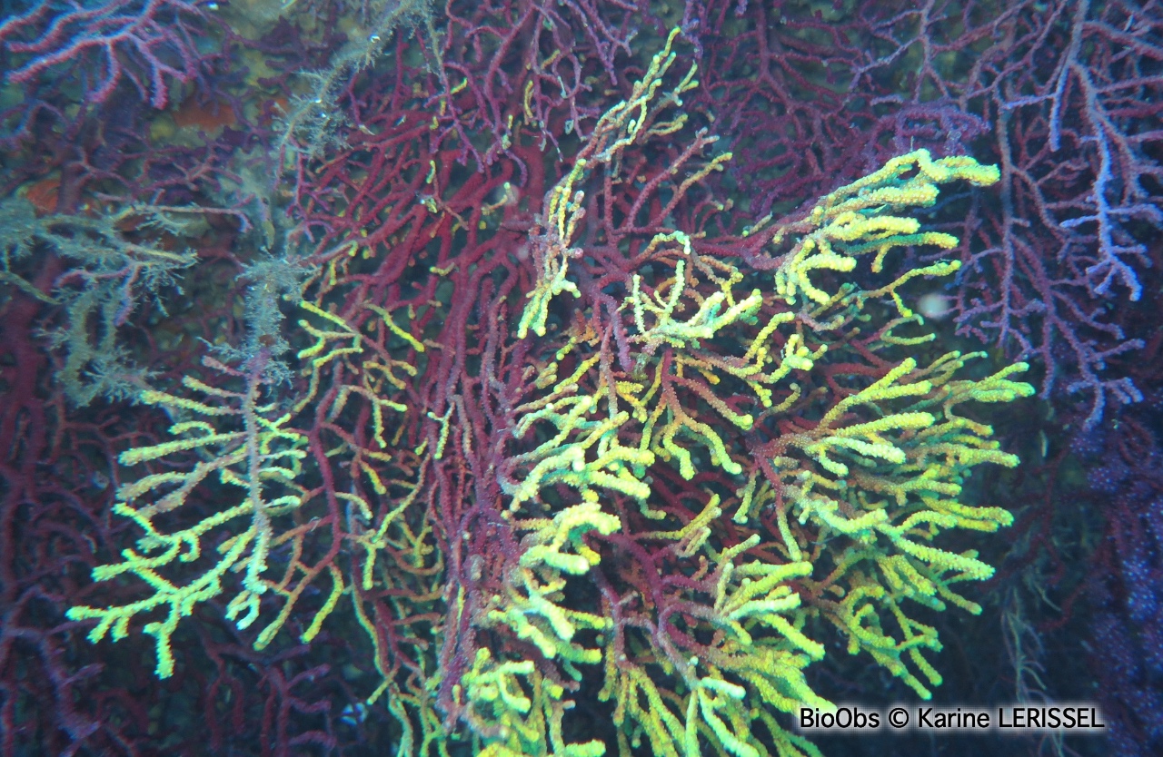 Gorgone pourpre - Paramuricea clavata - Karine LERISSEL - BioObs
