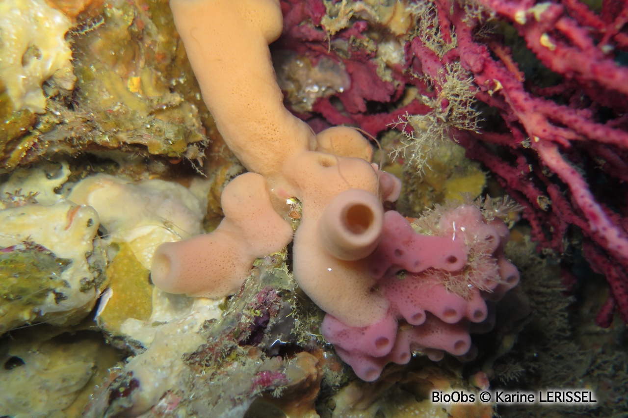 Eponge tubulaire brune - Haliclona (Reniera) aquaeductus - Karine LERISSEL - BioObs