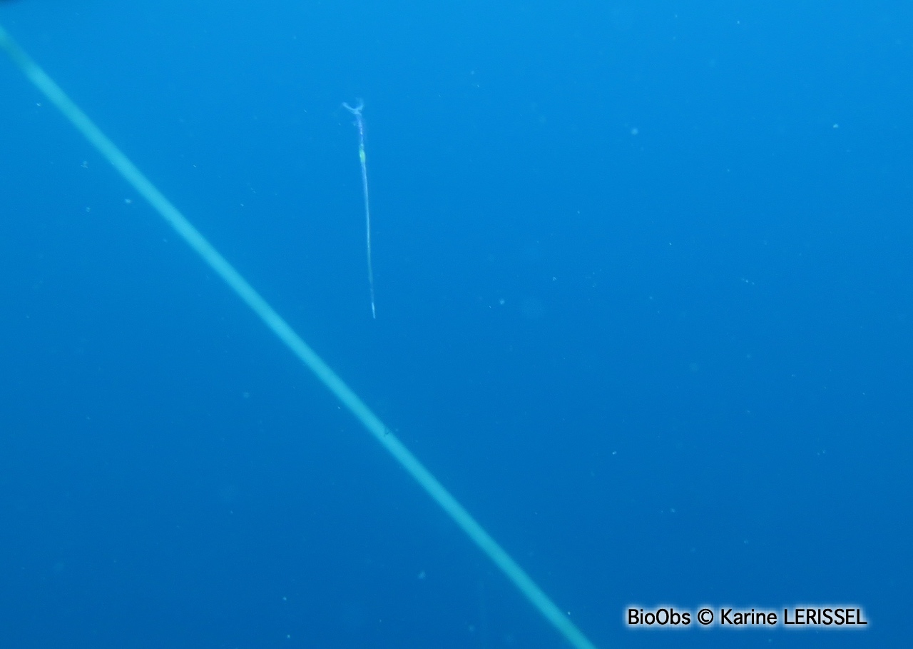 Creseis papillon de mer - Creseis acicula - Karine LERISSEL - BioObs