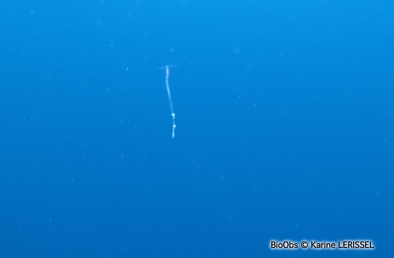 Creseis papillon de mer - Creseis acicula - Karine LERISSEL - BioObs