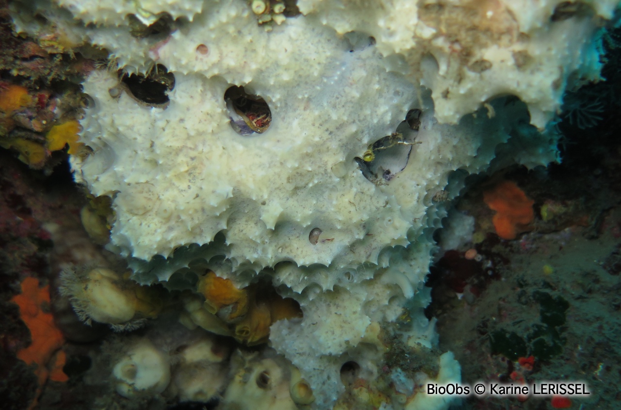 Eponge mie de pain mouillée - Dysidea fragilis - Karine LERISSEL - BioObs