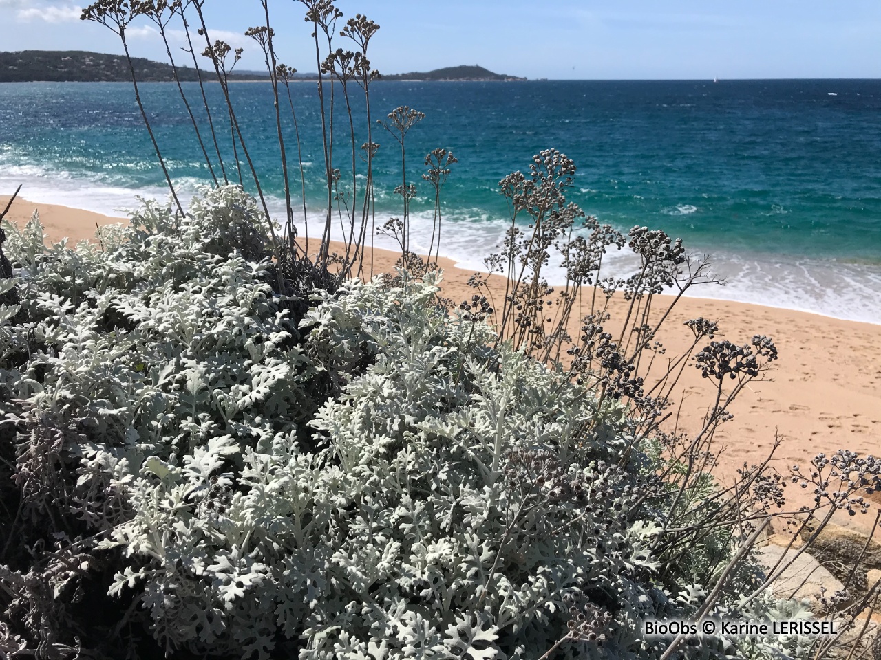 Cinéraire maritime - Jacobaea maritima - Karine LERISSEL - BioObs