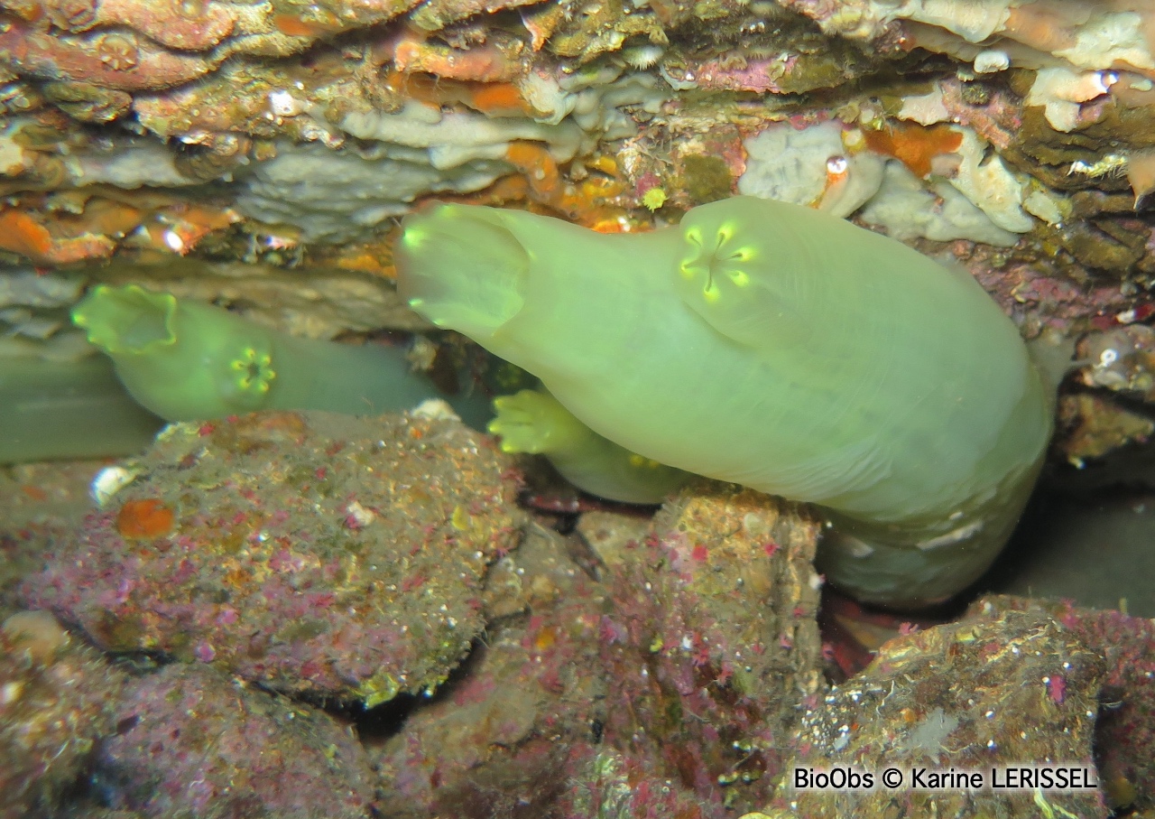 Cione jaune de Edwards - Ciona edwardsi - Karine LERISSEL - BioObs