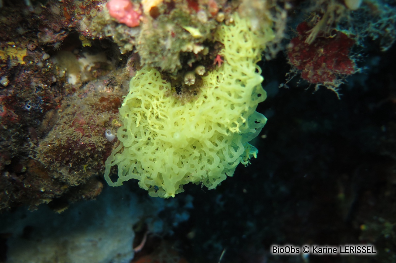 Clathrine jaune - Clathrina clathrus - Karine LERISSEL - BioObs
