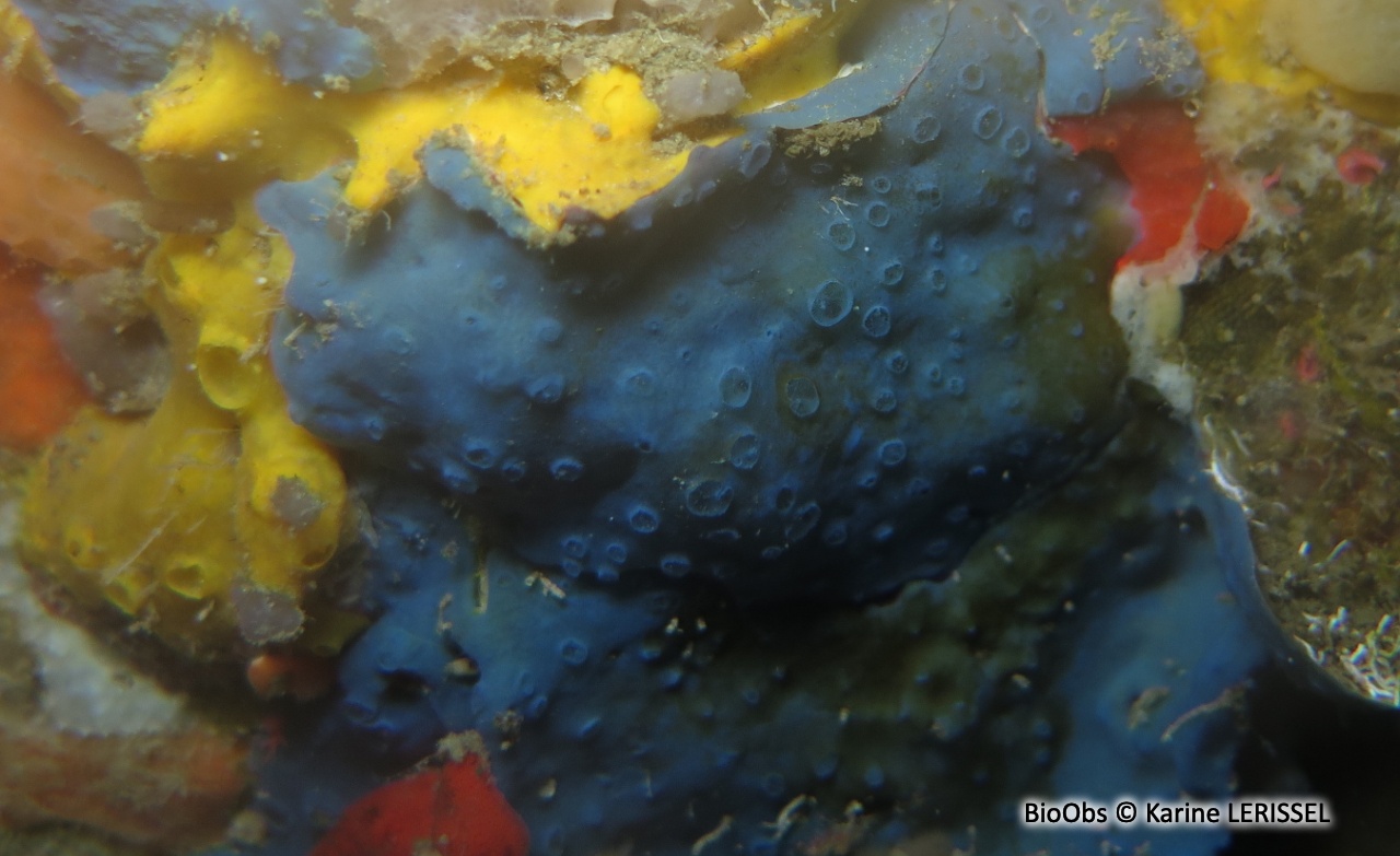 Eponge bleu-vert à cratères - Hymedesmia (Hymedesmia) paupertas - Karine LERISSEL - BioObs