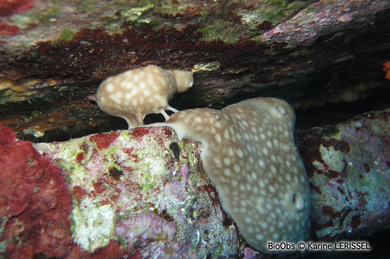 Eponge rognon - Chondrosia reniformis - Karine LERISSEL - BioObs