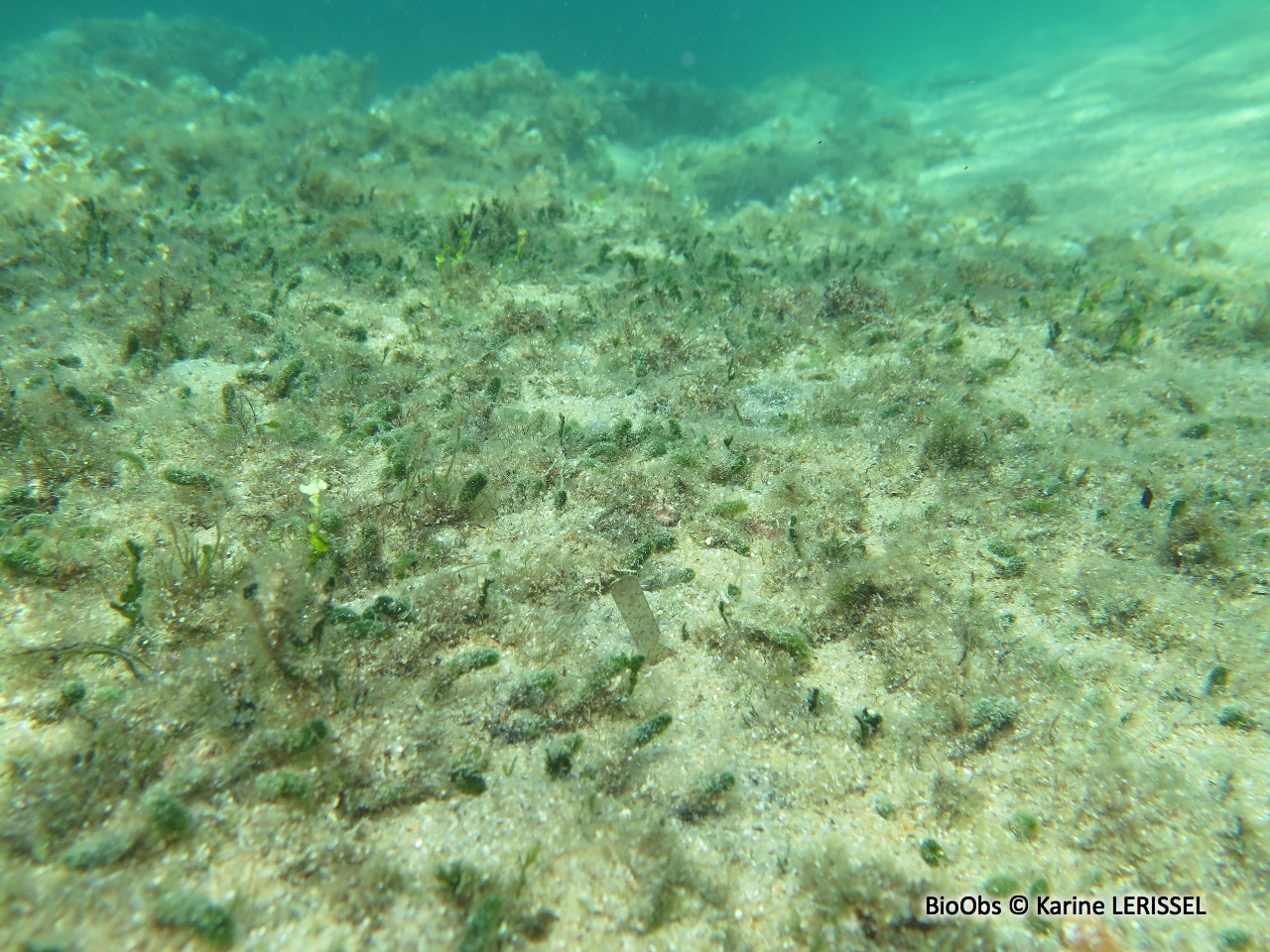 Algue à massues - Dasycladus vermicularis - Karine LERISSEL - BioObs