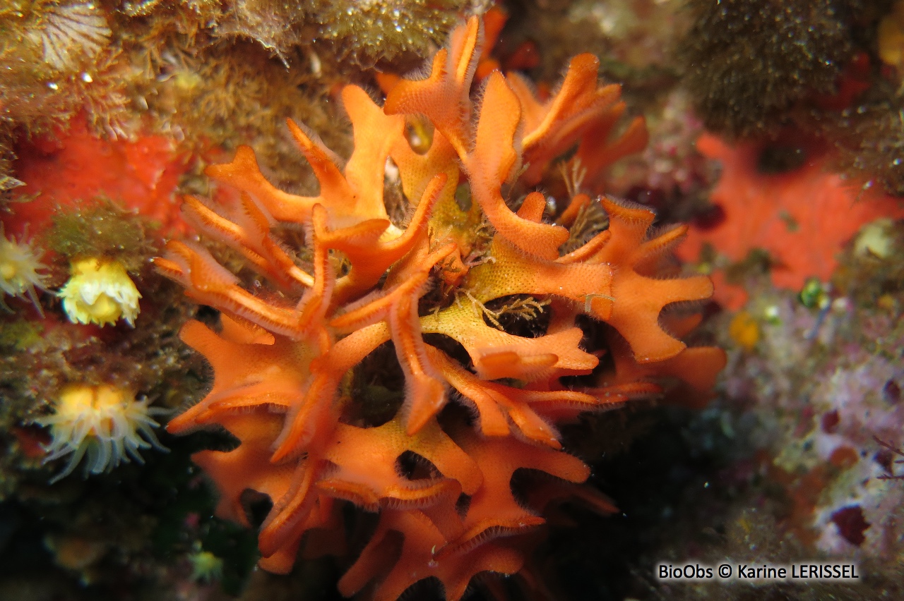 Rose de mer Méditerranéenne - Pentapora fascialis - Karine LERISSEL - BioObs