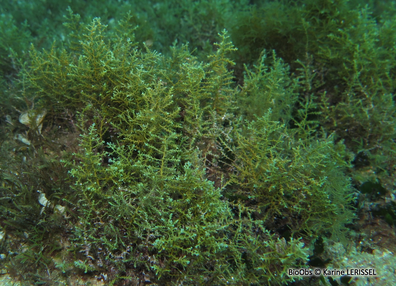 Cystoseire à petits fruits - Ericaria brachycarpa - Karine LERISSEL - BioObs