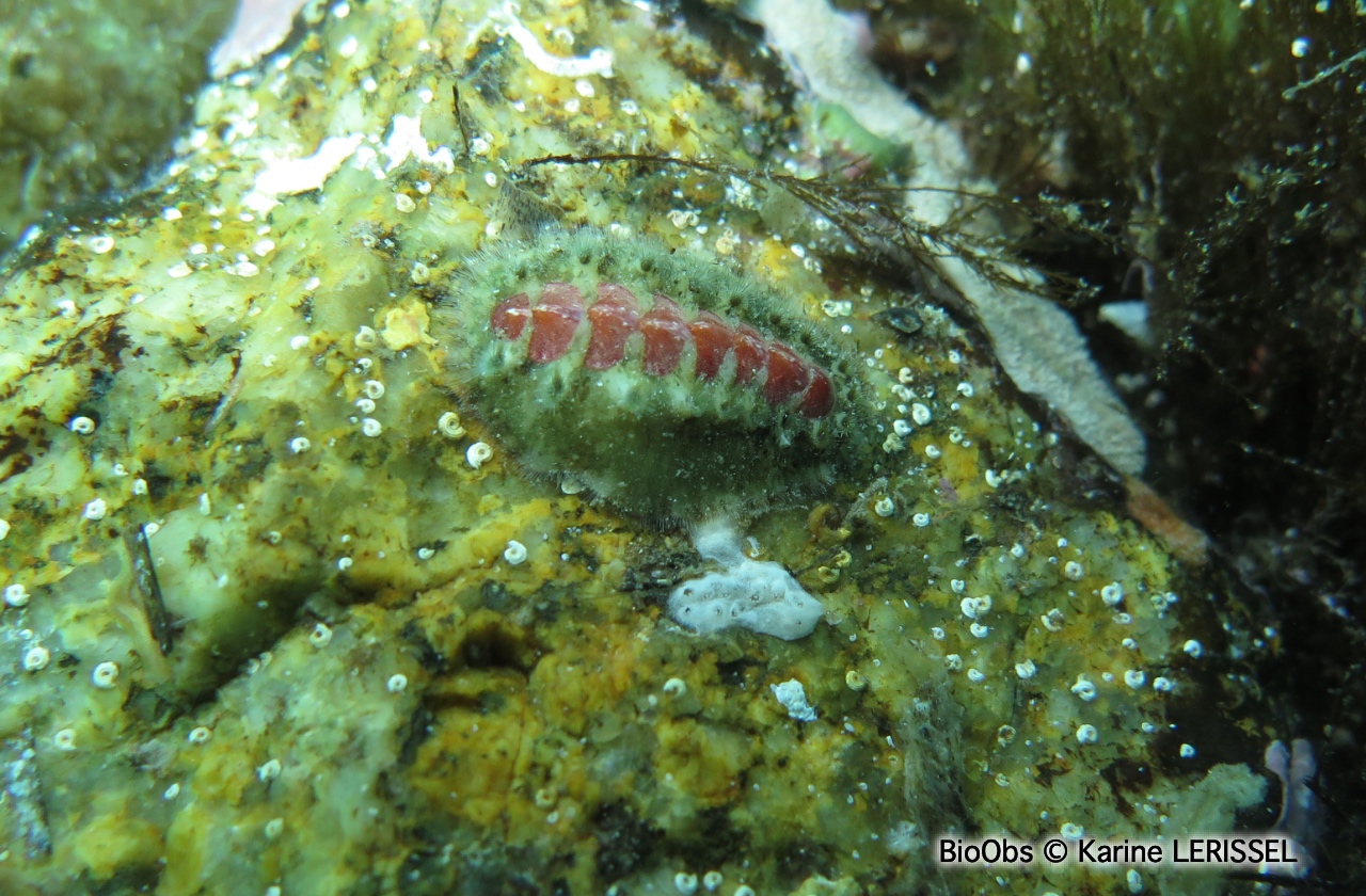Petit chiton épineux - Acanthochitona crinita - Karine LERISSEL - BioObs