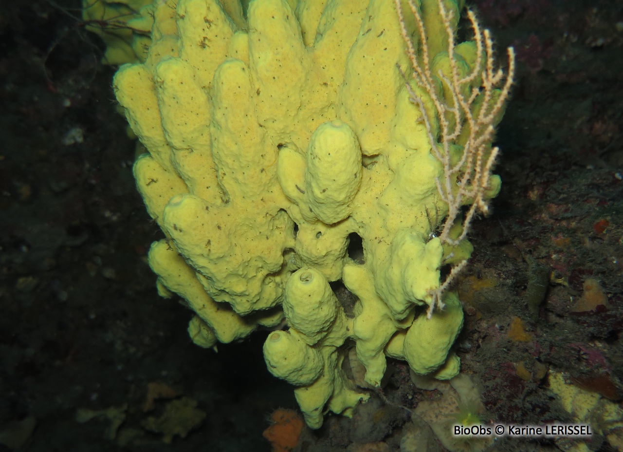 Eponge cavernicole jaune - Aplysina cavernicola - Karine LERISSEL - BioObs