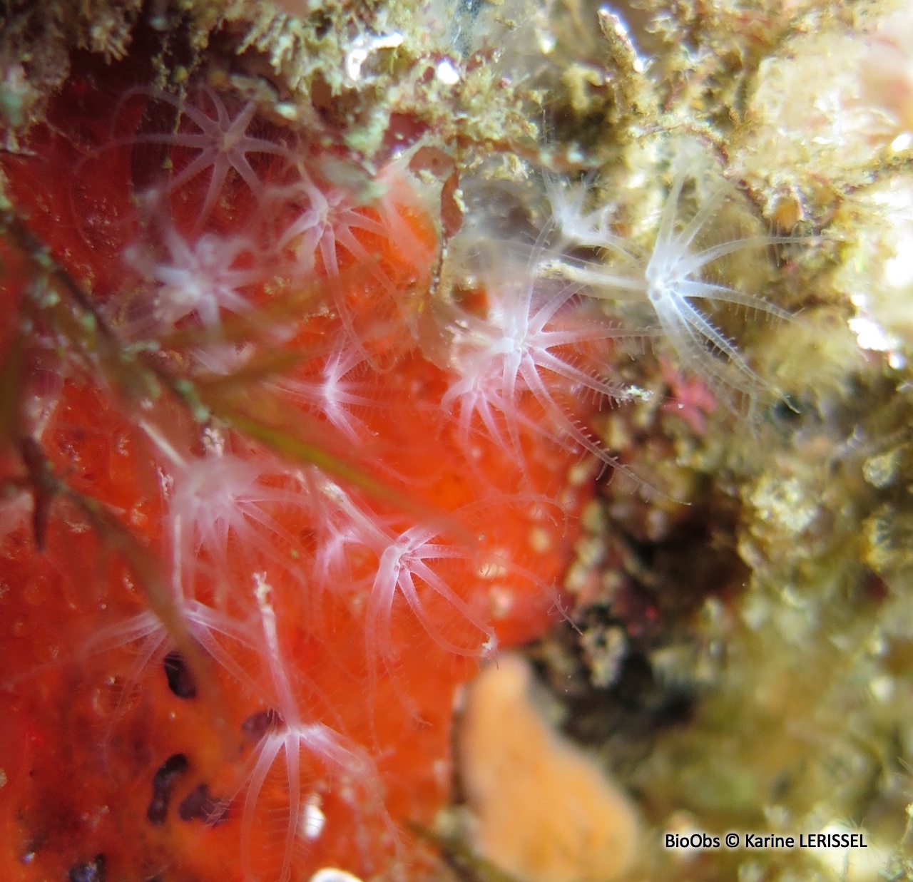 Corail brique - Sarcodictyon catenatum - Karine LERISSEL - BioObs