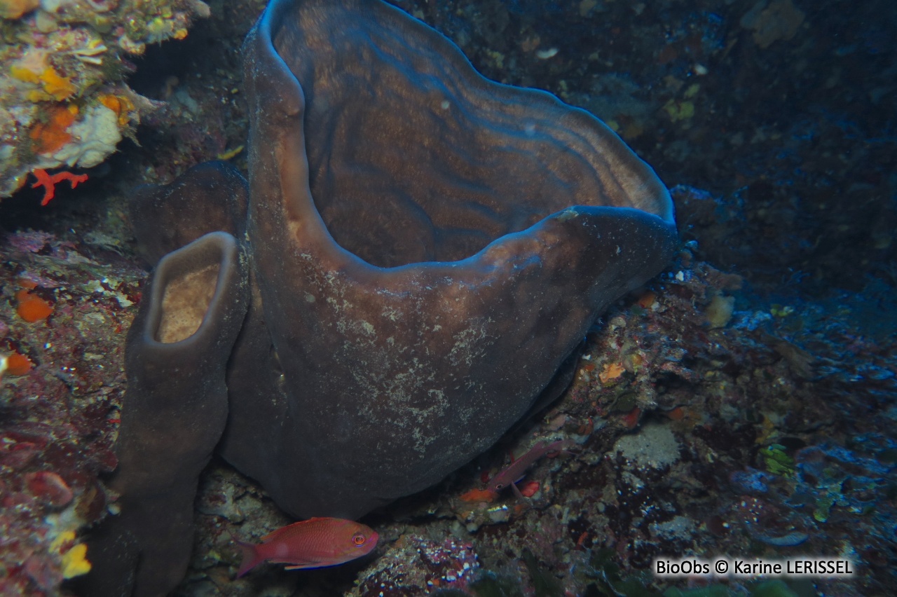 Eponge calice de Nicée - Calyx nicaeensis - Karine LERISSEL - BioObs