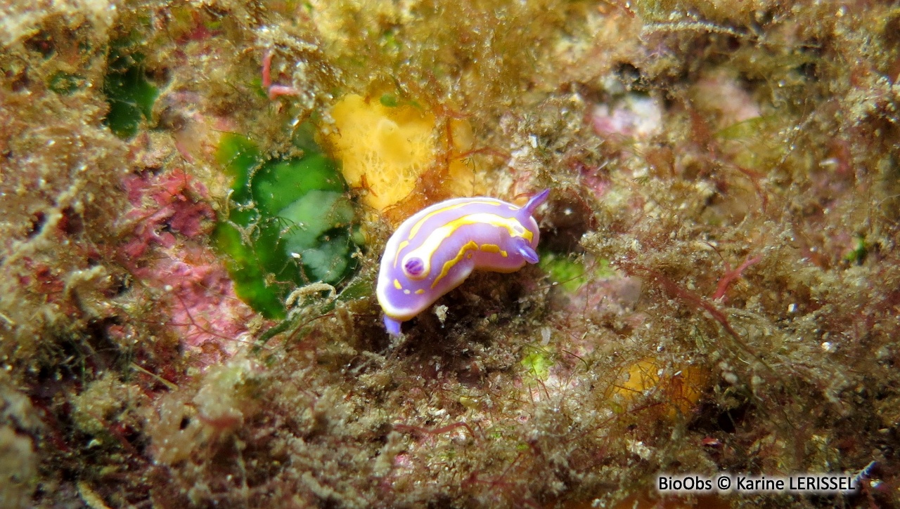 Doris de Brito - Felimida binza - Karine LERISSEL - BioObs