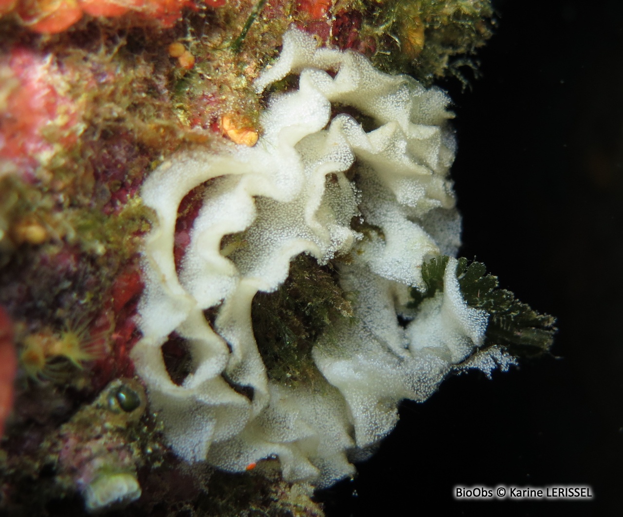 Doris dalmatien ponte - Peltodoris - Karine LERISSEL - BioObs