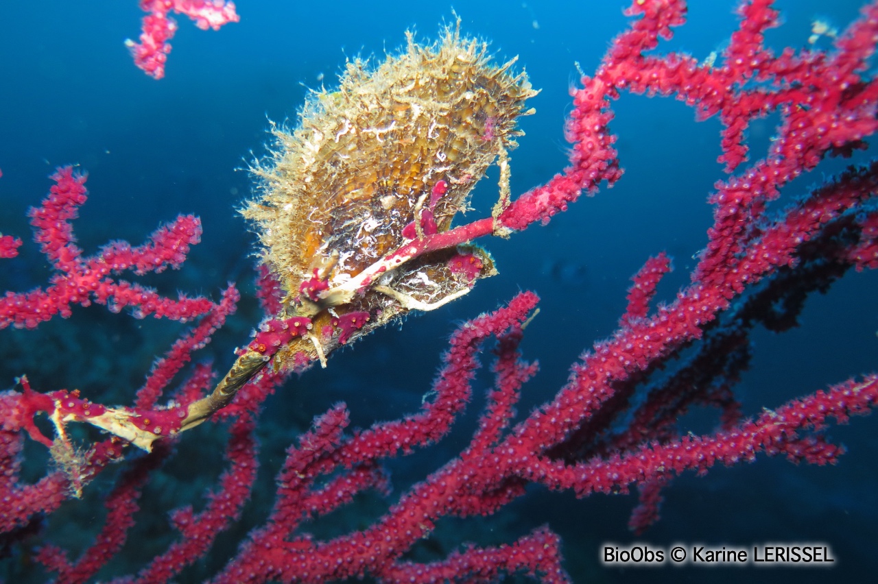 Avicule hirondelle - Pteria hirundo - Karine LERISSEL - BioObs