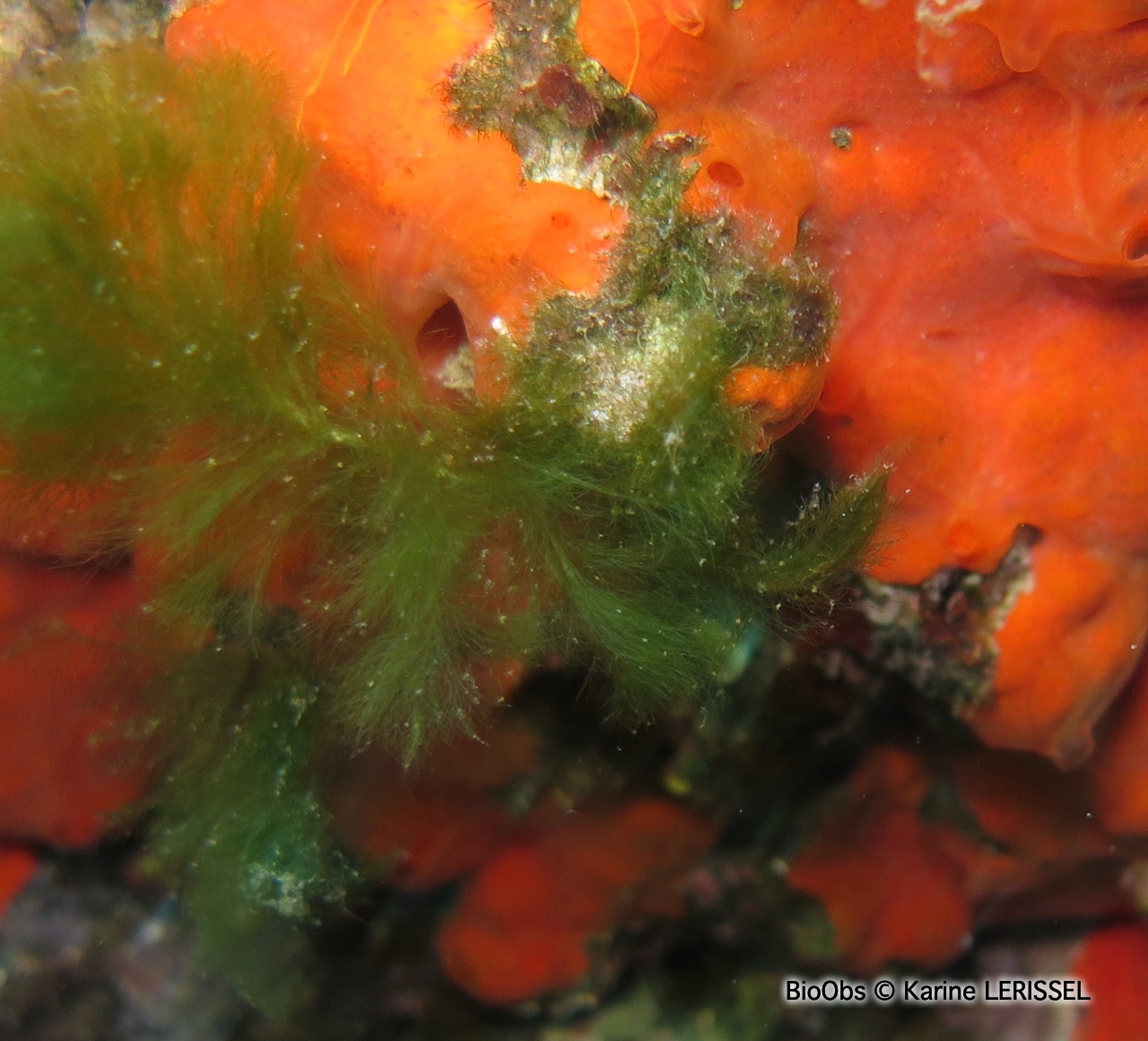 Bryopsis plumeux - Bryopsis plumosa - Karine LERISSEL - BioObs