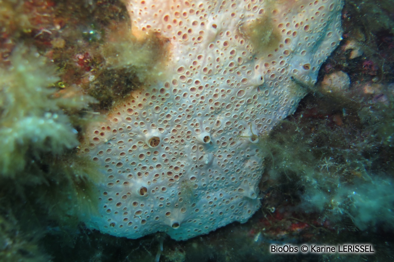 Eponge à cratères - Hemimycale columella - Karine LERISSEL - BioObs