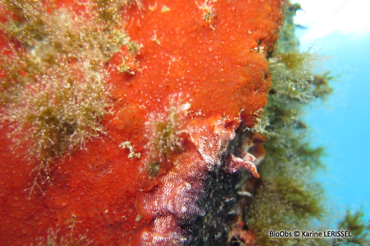 Eponge catalane rouge à cratères - Hamigera hamigera - Karine LERISSEL - BioObs