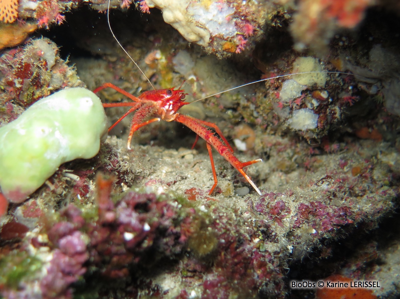Galathée rose - Munida rugosa - Karine LERISSEL - BioObs