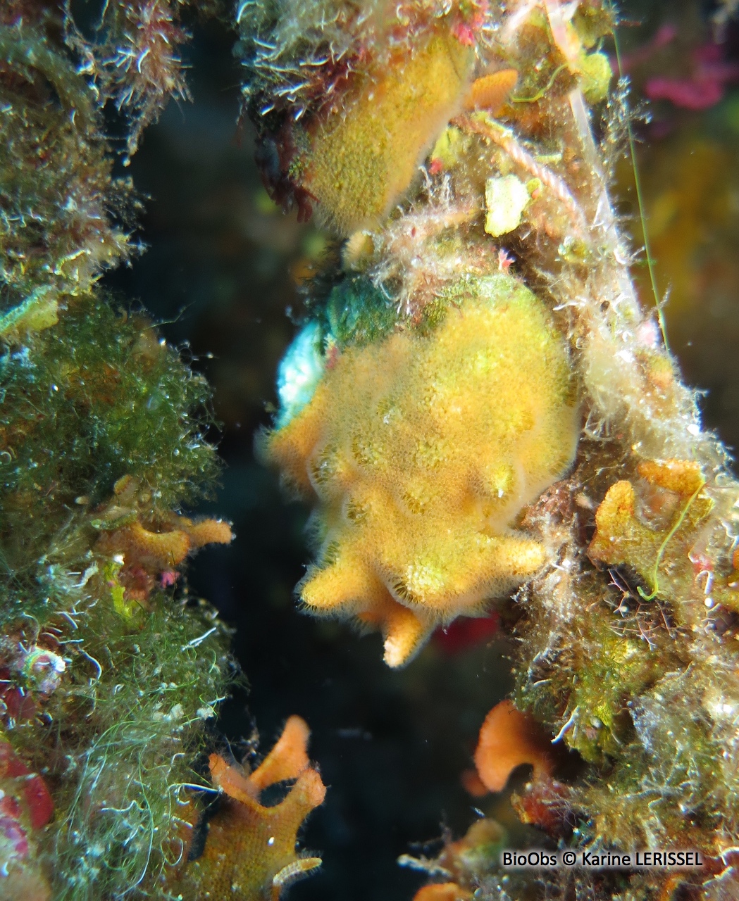 Bryozoaire corne d'élan - Dentiporella sardonica - Karine LERISSEL - BioObs