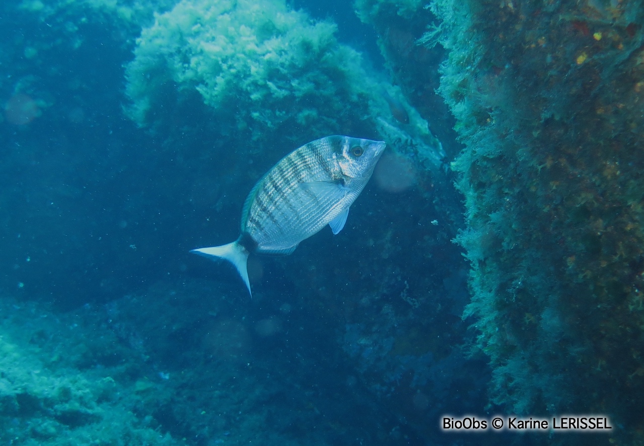 Sar à museau pointu - Diplodus puntazzo - Karine LERISSEL - BioObs