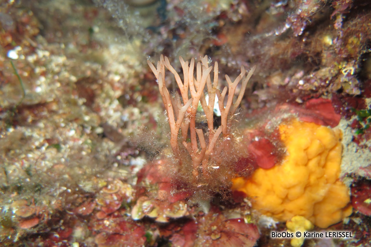 Halyménia allongée - Halymenia elongata - Karine LERISSEL - BioObs