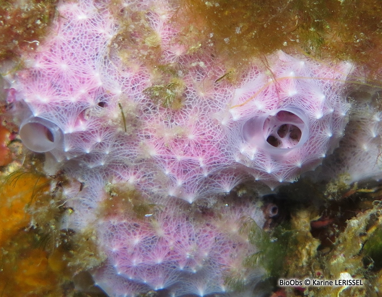 Eponge fibreuse rose clair - Dysidea pallescens - Karine LERISSEL - BioObs
