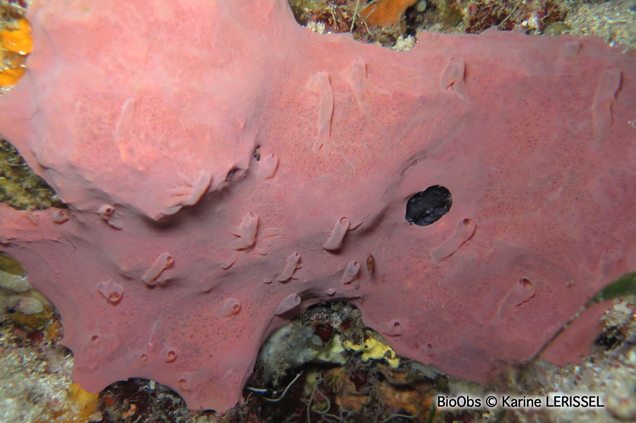 Hexadelle rose foncé - Hexadella topsenti - Karine LERISSEL - BioObs