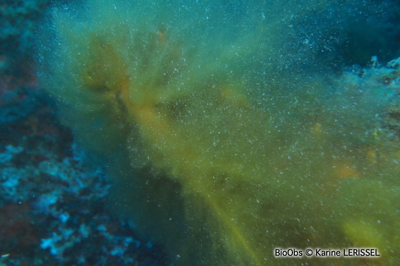 Algues brunes filamenteuses - Acinetospora crinita - Karine LERISSEL - BioObs