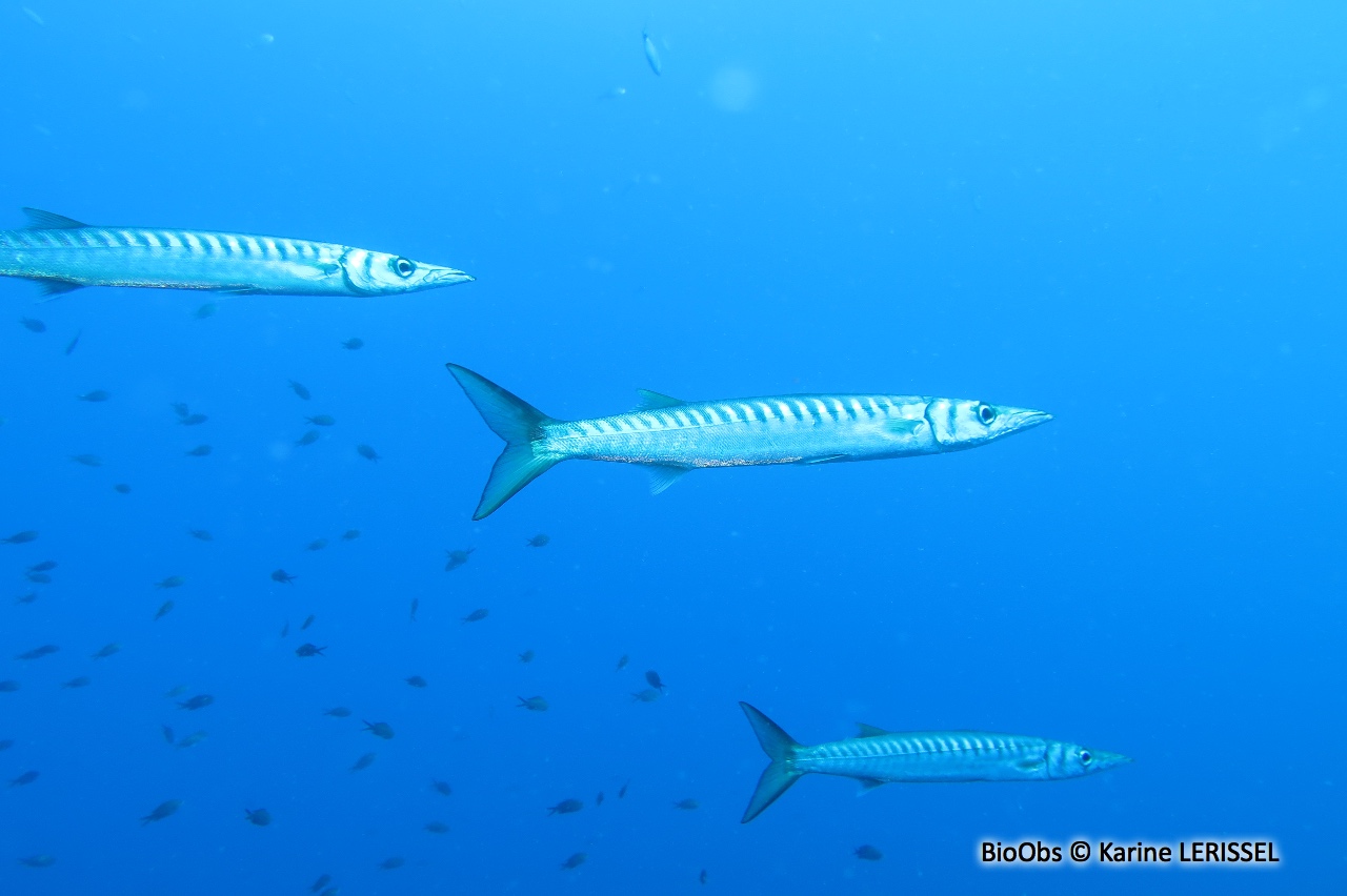Barracuda, bécune à bouche jaune - Sphyraena viridensis - Karine LERISSEL - BioObs