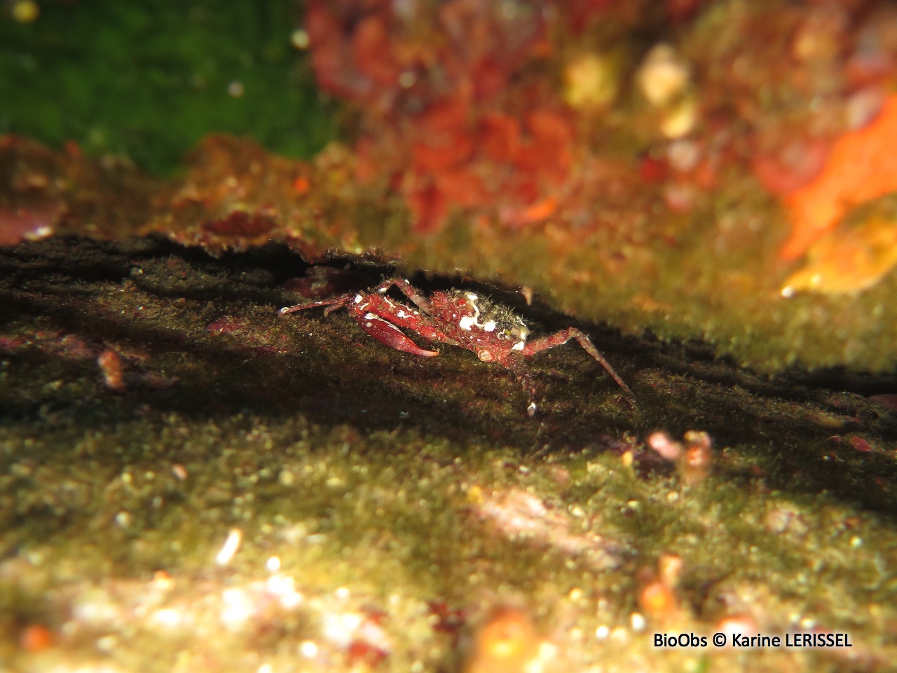 Araignée de mer ridée - Herbstia condyliata - Karine LERISSEL - BioObs