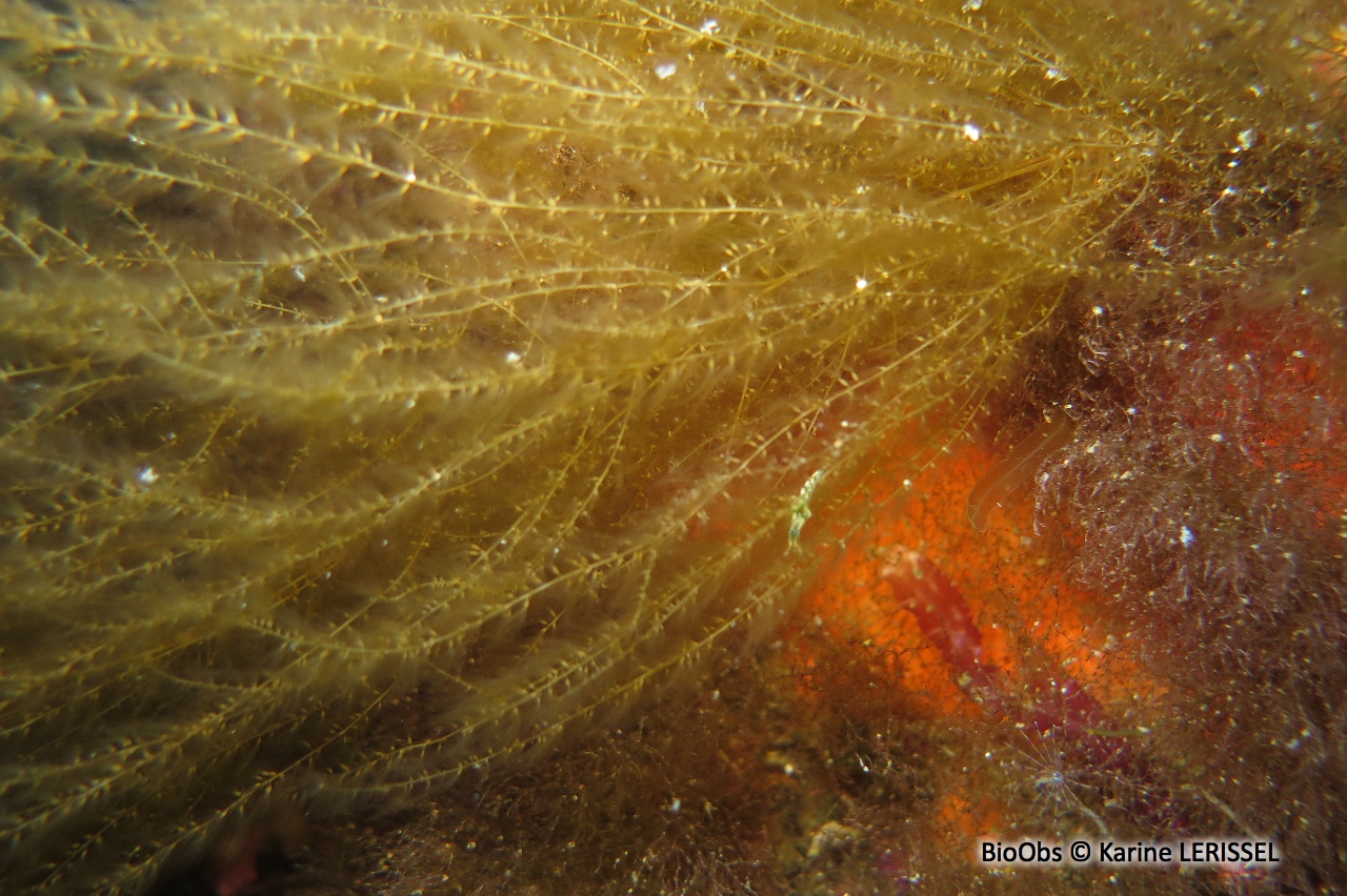 Sphorochnus pédonculé - Sporochnus pedunculatus - Karine LERISSEL - BioObs