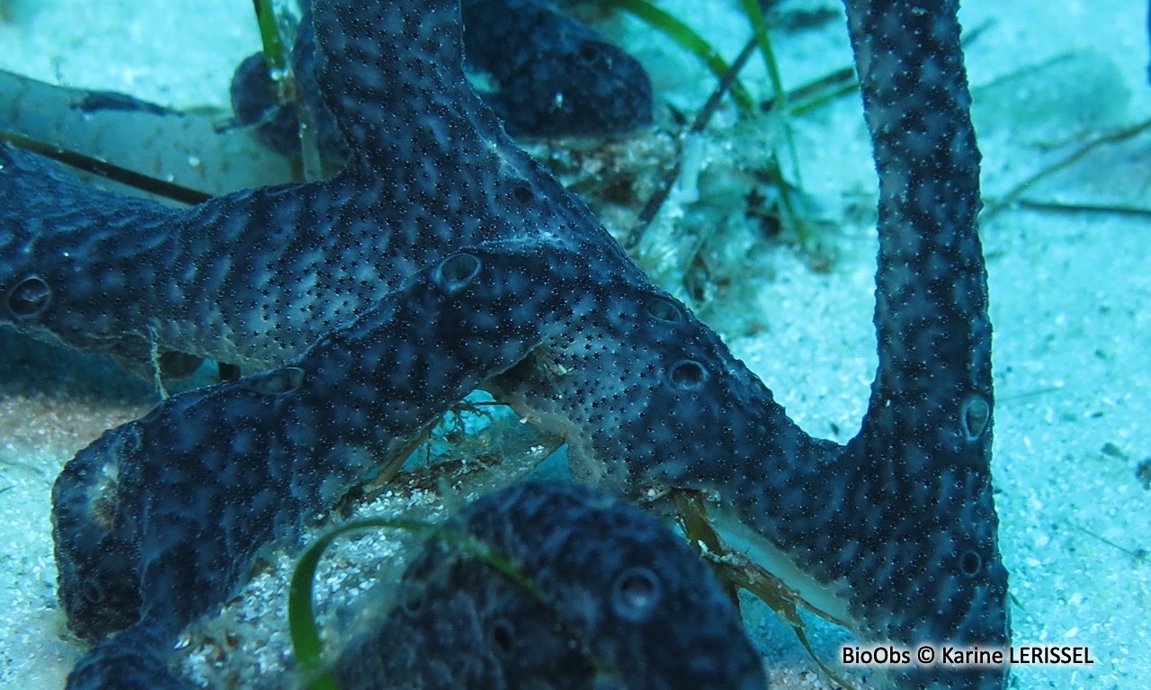 Didemne charnu et noir - Didemnum protectum - Karine LERISSEL - BioObs
