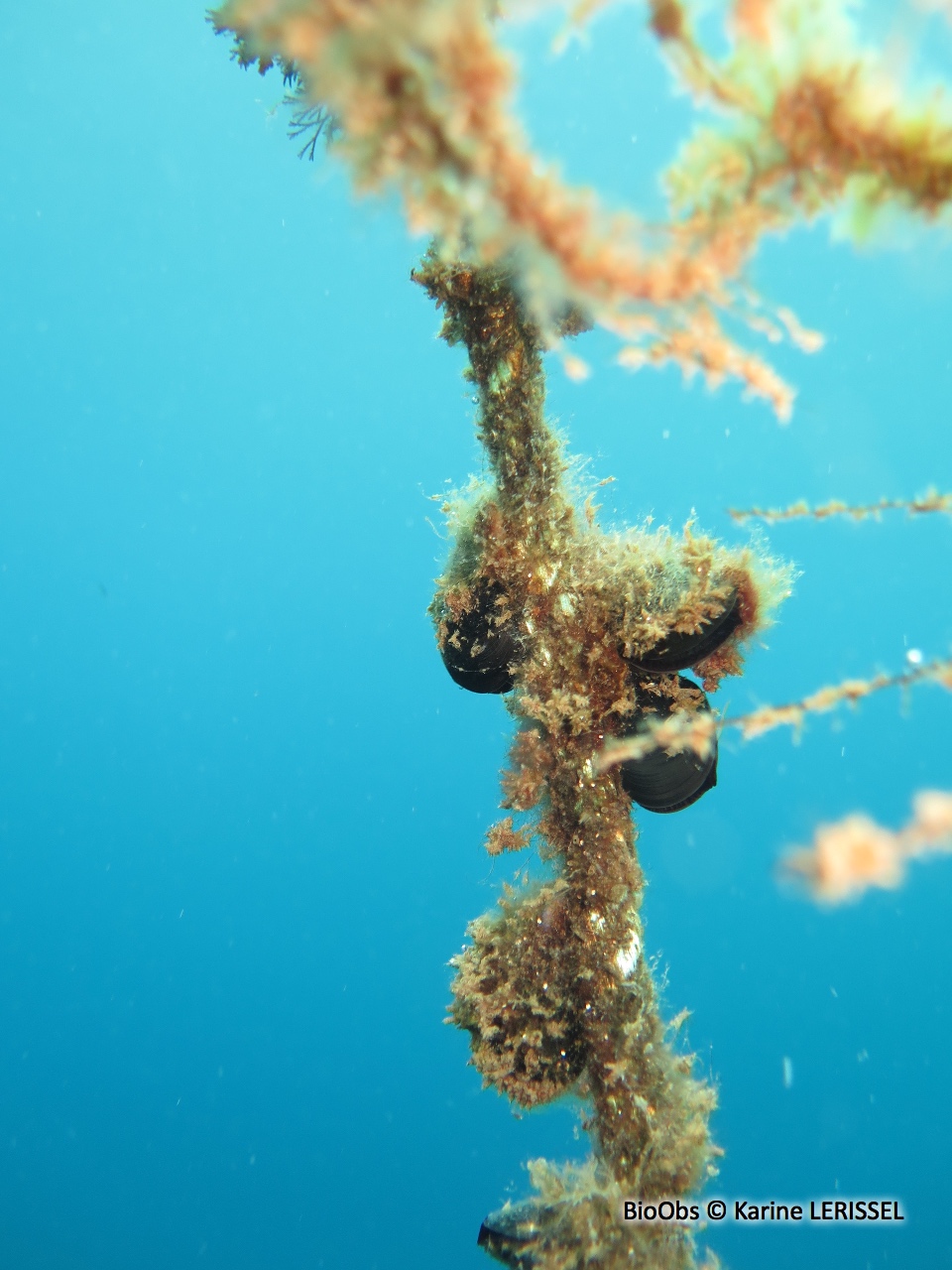 Moule de Méditerranée - Mytilus galloprovincialis - Karine LERISSEL - BioObs