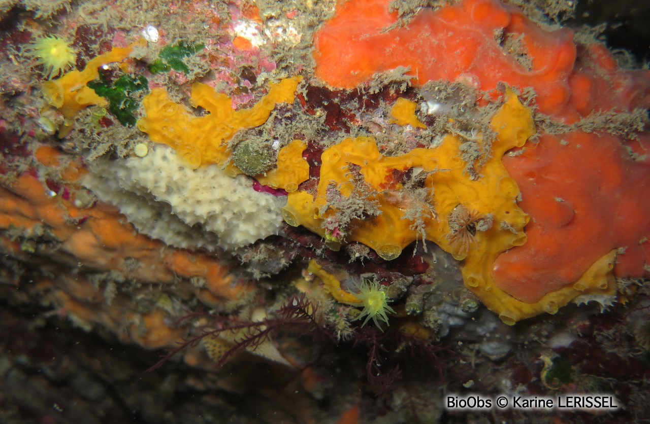 Eponge jaune à cratères - Crella (Grayella) pulvinar - Karine LERISSEL - BioObs