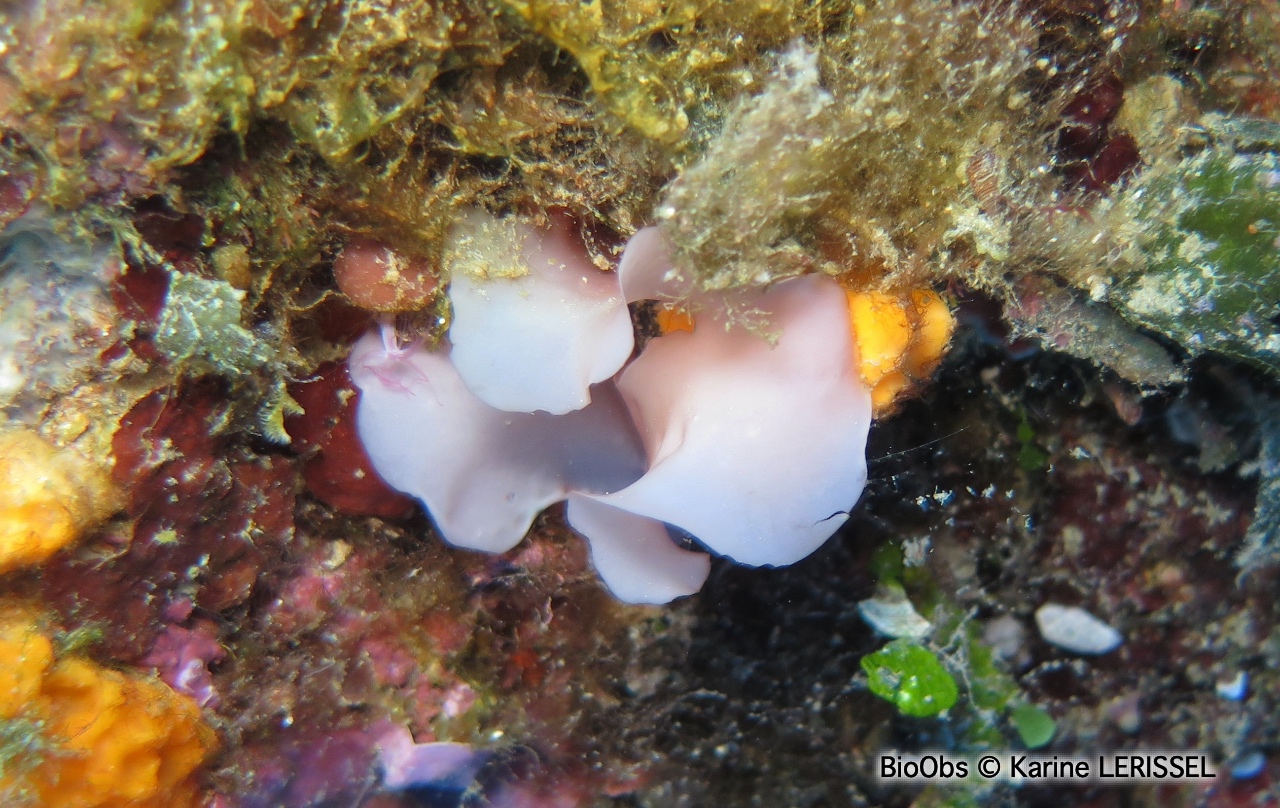 Sebdénie de Rodriguez - Sebdenia rodrigueziana - Karine LERISSEL - BioObs