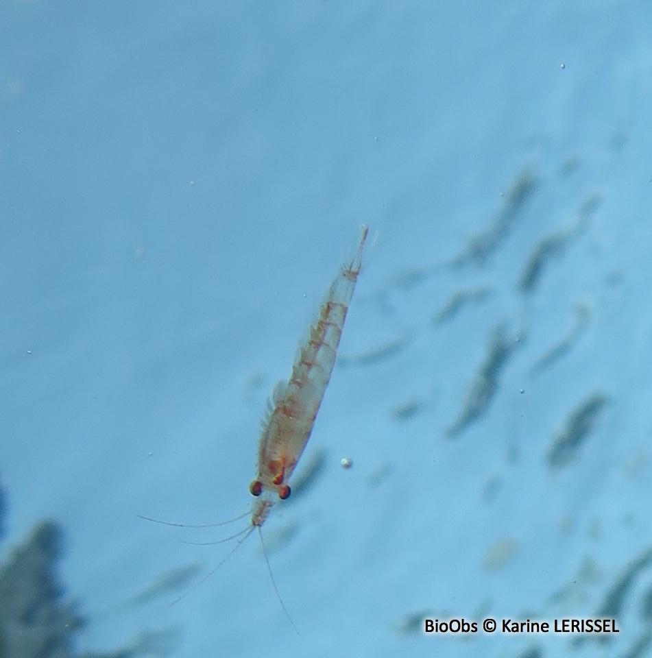 Krill atlantique - Meganyctiphanes norvegica - Karine LERISSEL - BioObs