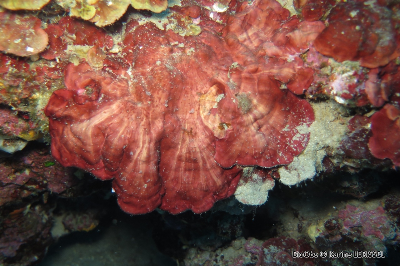 Peyssonnele calcifiée - Peyssonnelia rosa-marina - Karine LERISSEL - BioObs