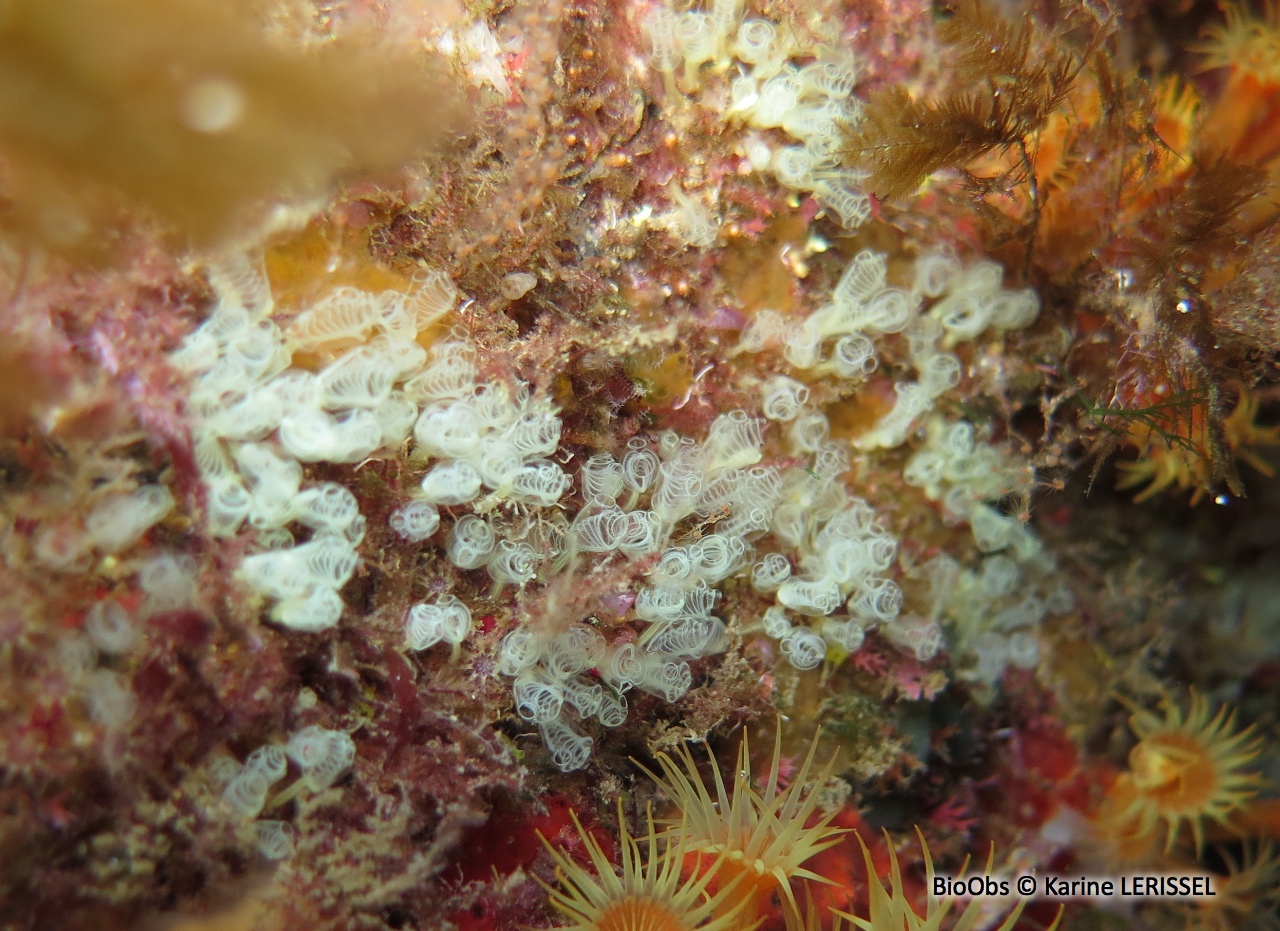 Clavelines naines - Pycnoclavella communis/ nana - Karine LERISSEL - BioObs