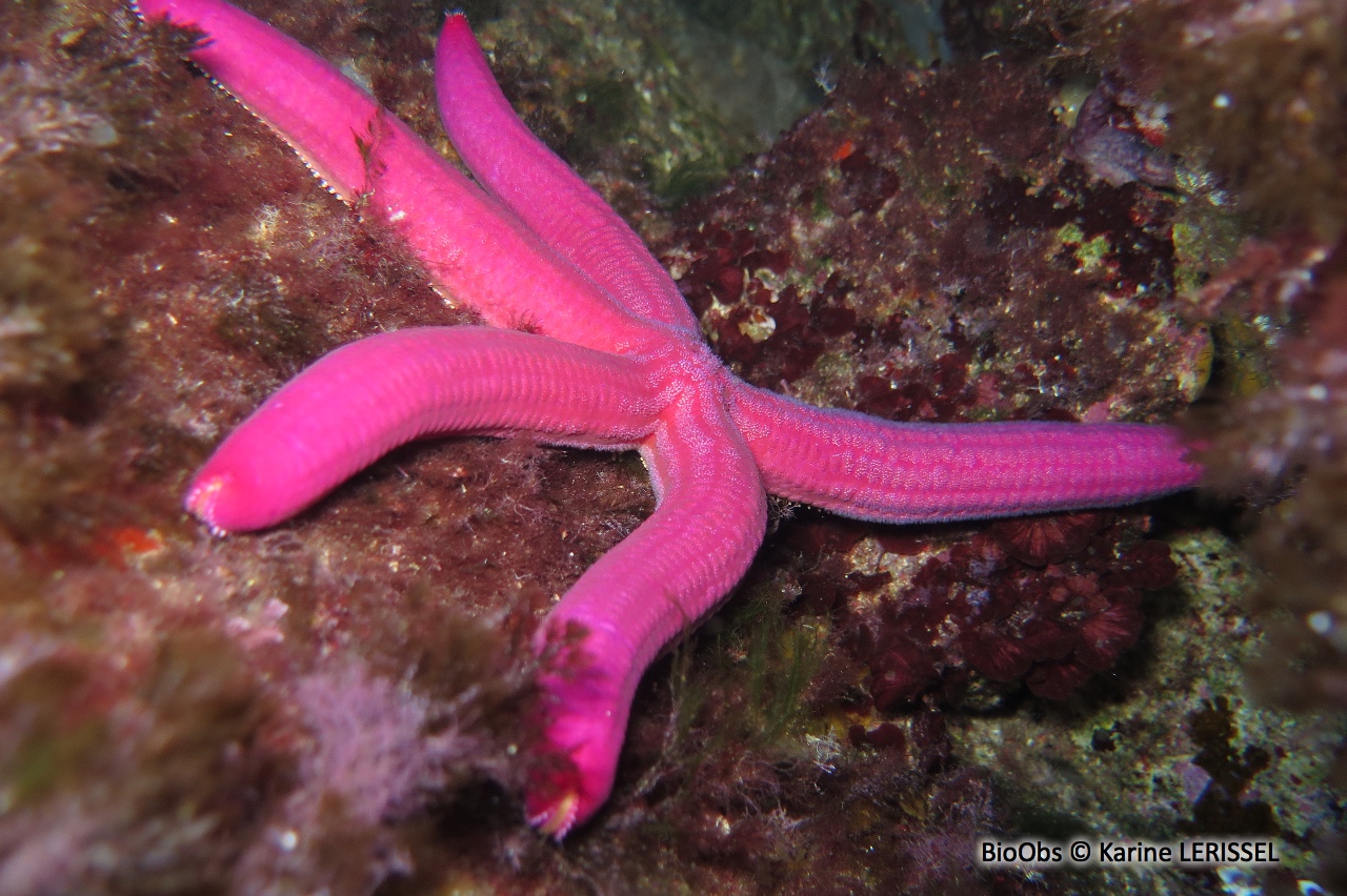 Etoile de mer violette - Ophidiaster ophidianus - Karine LERISSEL - BioObs
