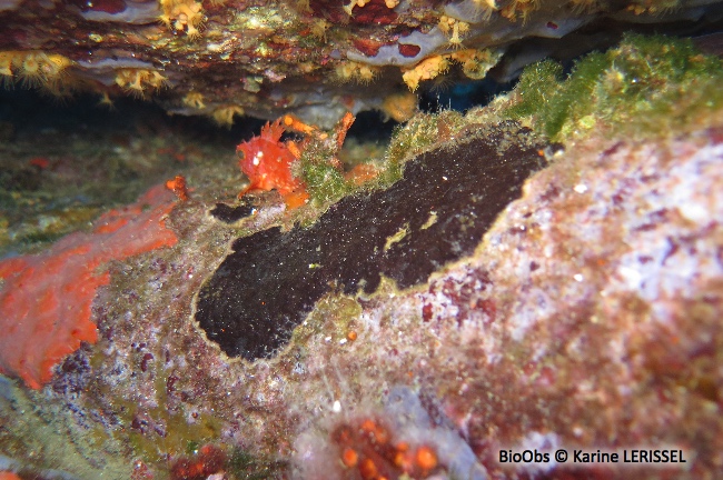 Bryozoaire encroûtant noir - Reptadeonella violacea - Karine LERISSEL - BioObs