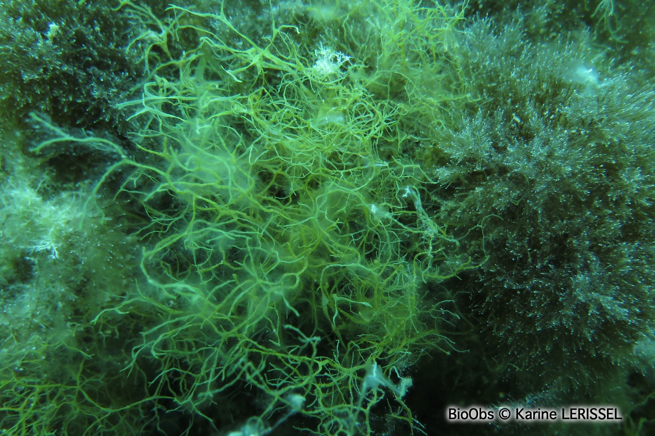 Dictyote jaune - Dictyota implexa - Karine LERISSEL - BioObs