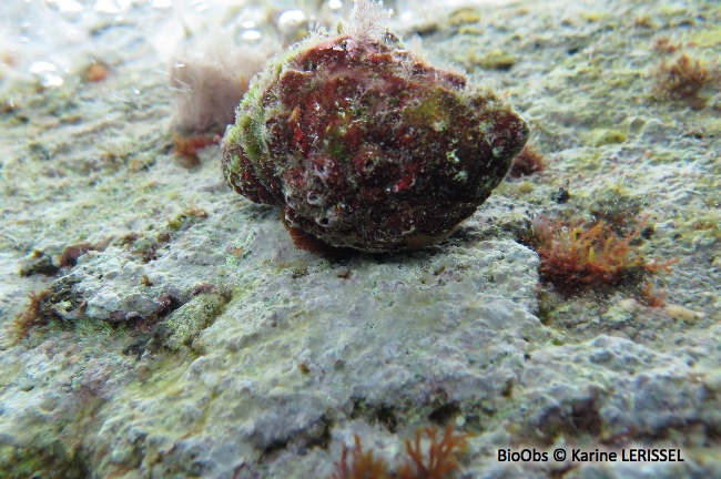 Bouche de sang - Stramonita haemastoma - Karine LERISSEL - BioObs