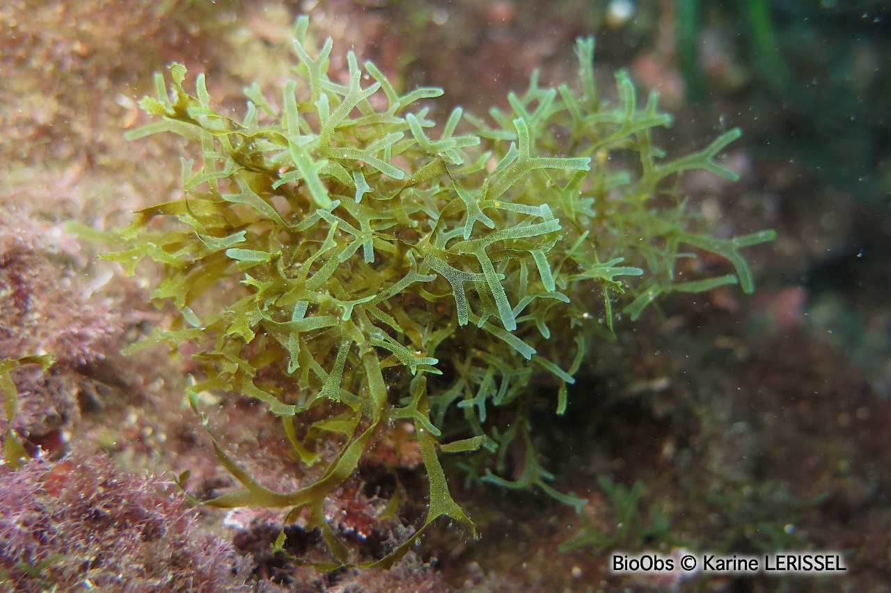 Dictyote - Dictyota dichotoma - Karine LERISSEL - BioObs