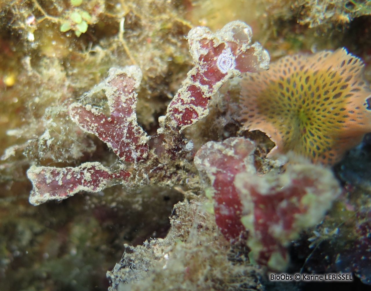 Phyllophora crispa - Phyllophora crispa - Karine LERISSEL - BioObs