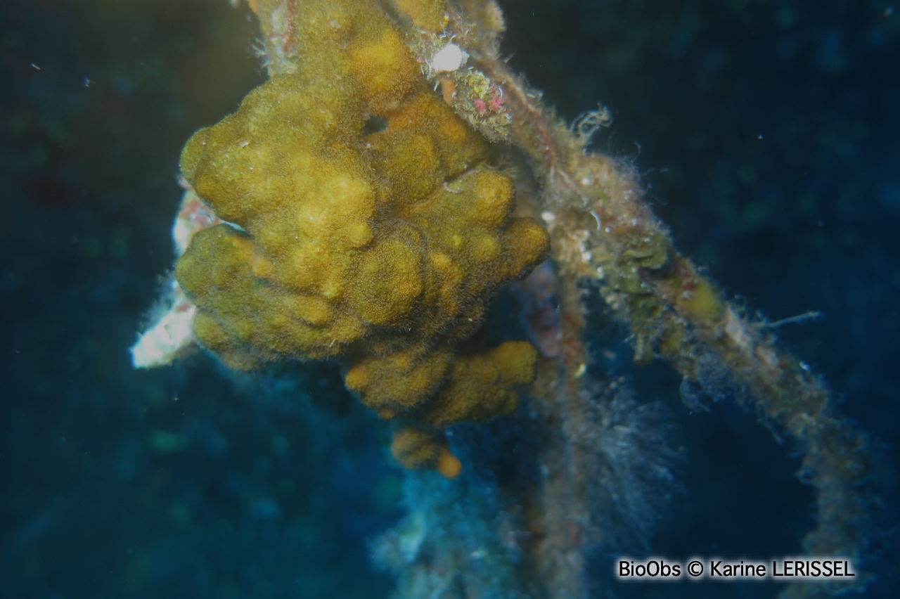 Turbicellepore à grandes côtes - Turbicellepora magnicostata - Karine LERISSEL - BioObs