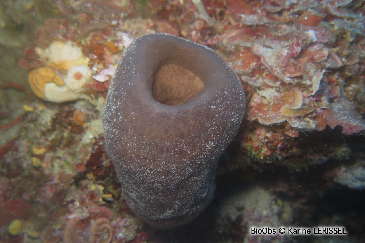 Eponge calice de Nicée - Calyx nicaeensis - Karine LERISSEL - BioObs