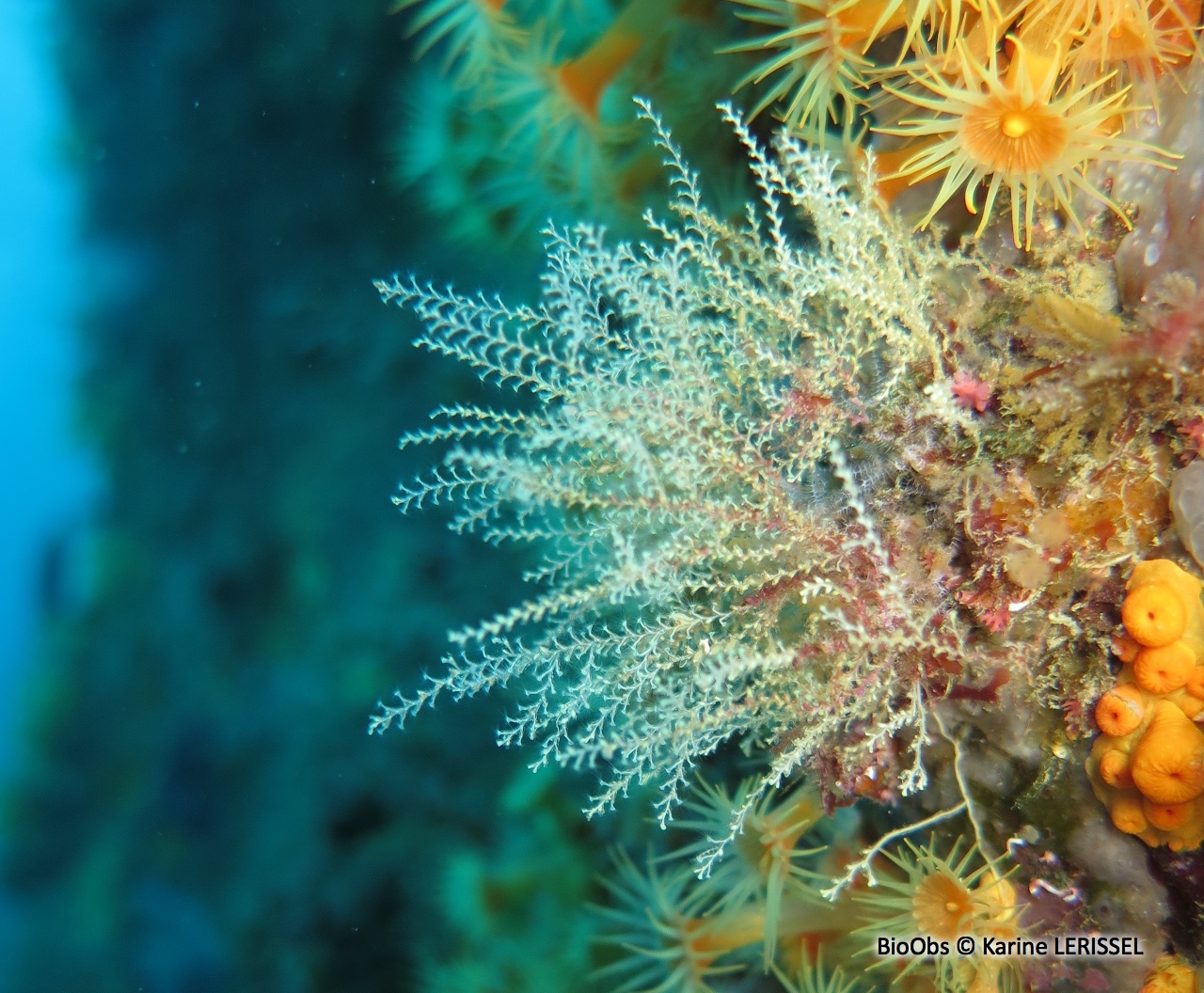 Sertularelle de Méditerranée - Sertularella mediterranea - Karine LERISSEL - BioObs