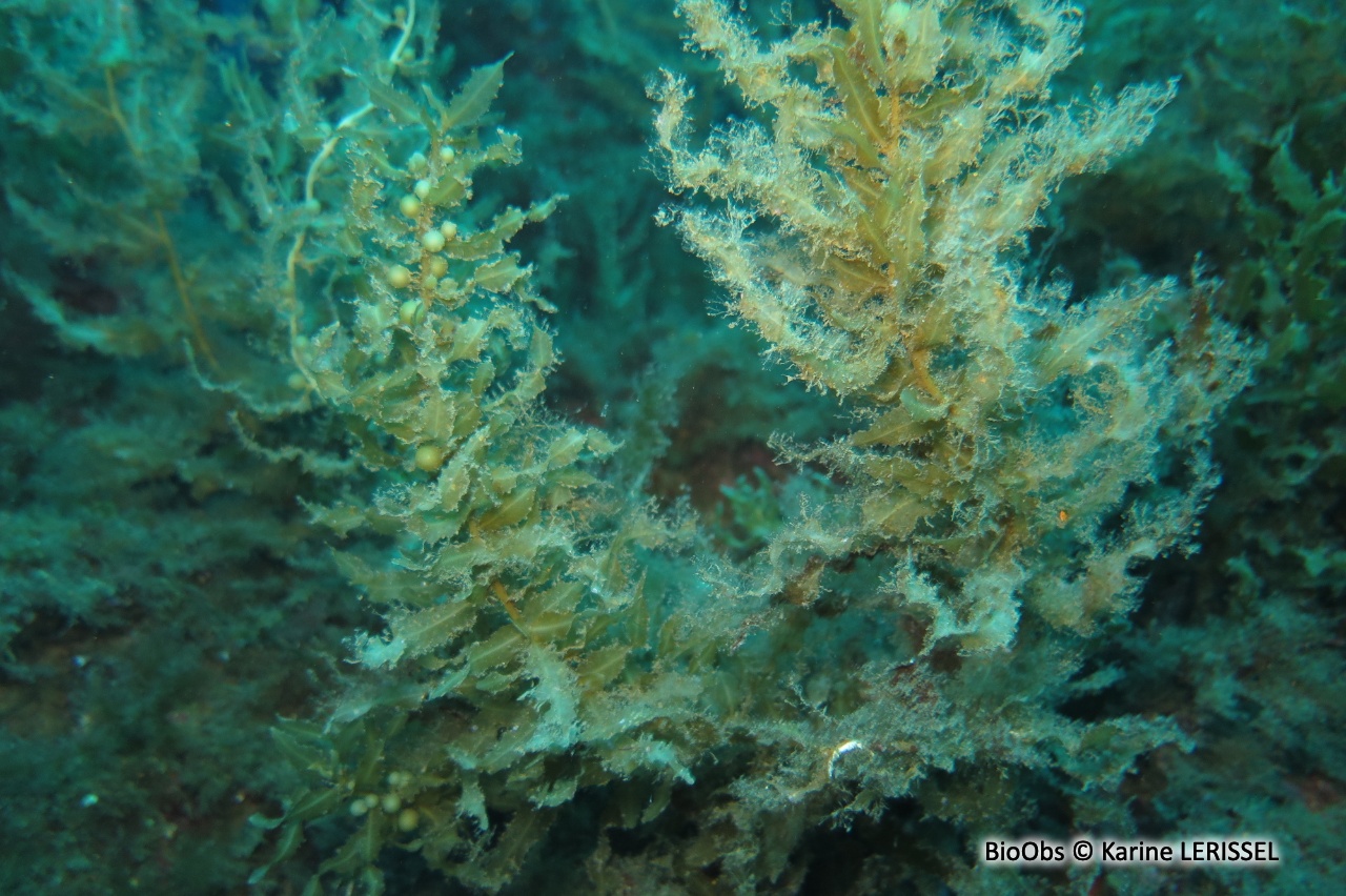 Sargasse  crêpée - Sargassum hornschuchii - Karine LERISSEL - BioObs